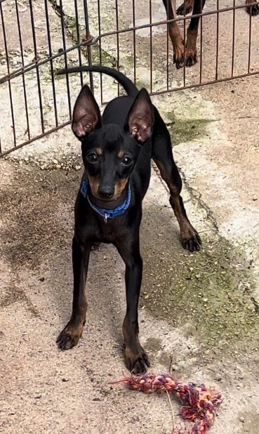 Of tall and small - Chiot disponible  - English Toy Terrier