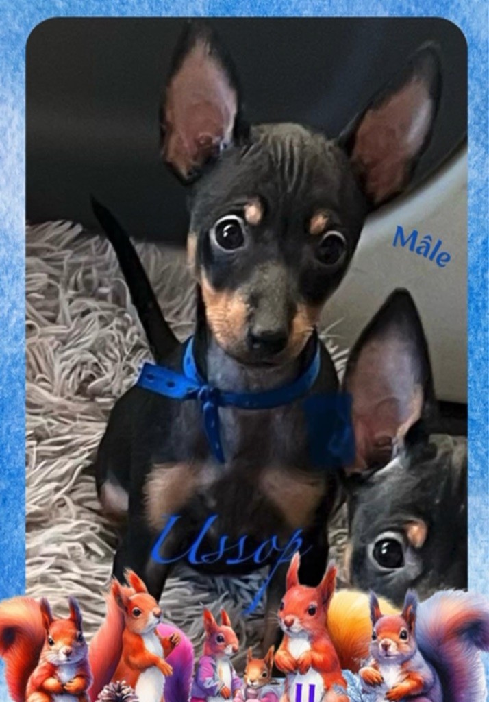 Of tall and small - Chiot disponible  - English Toy Terrier