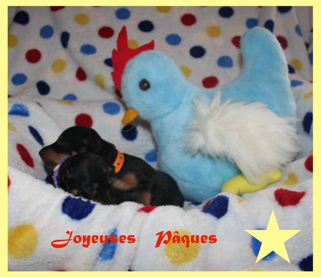 chiot English Toy Terrier Of tall and small