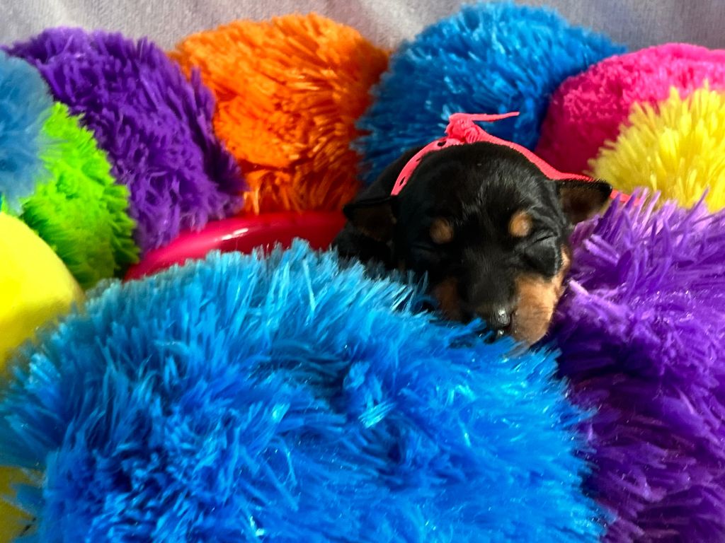 Of tall and small - Chiot disponible  - English Toy Terrier