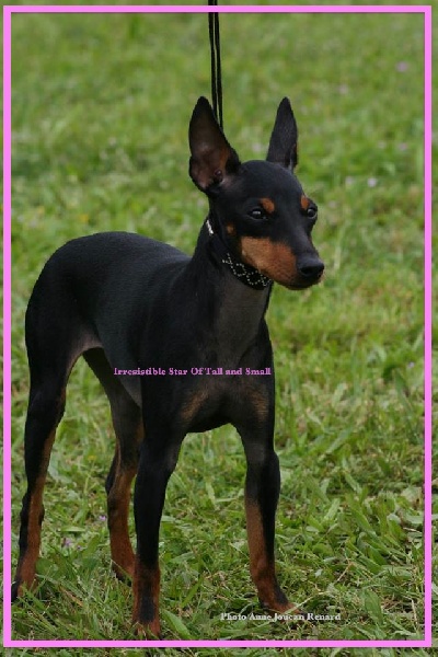 CH. Irresistible star Of tall and small