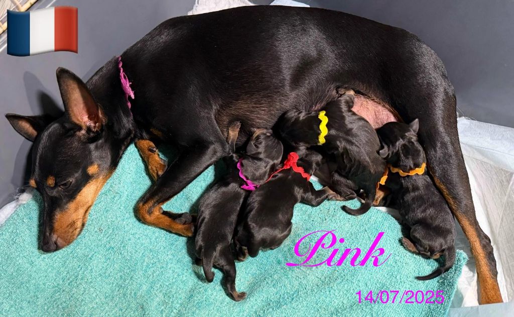 Ur pink royal gold Of tall and small