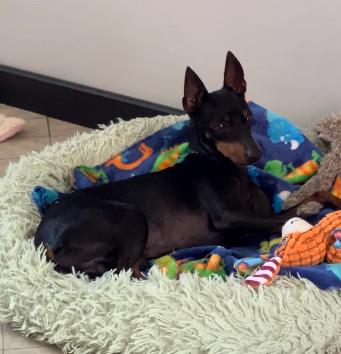 Of tall and small - 1 femelle et 1 mâle prêts à rejoindre leur nouveau foyer aimant