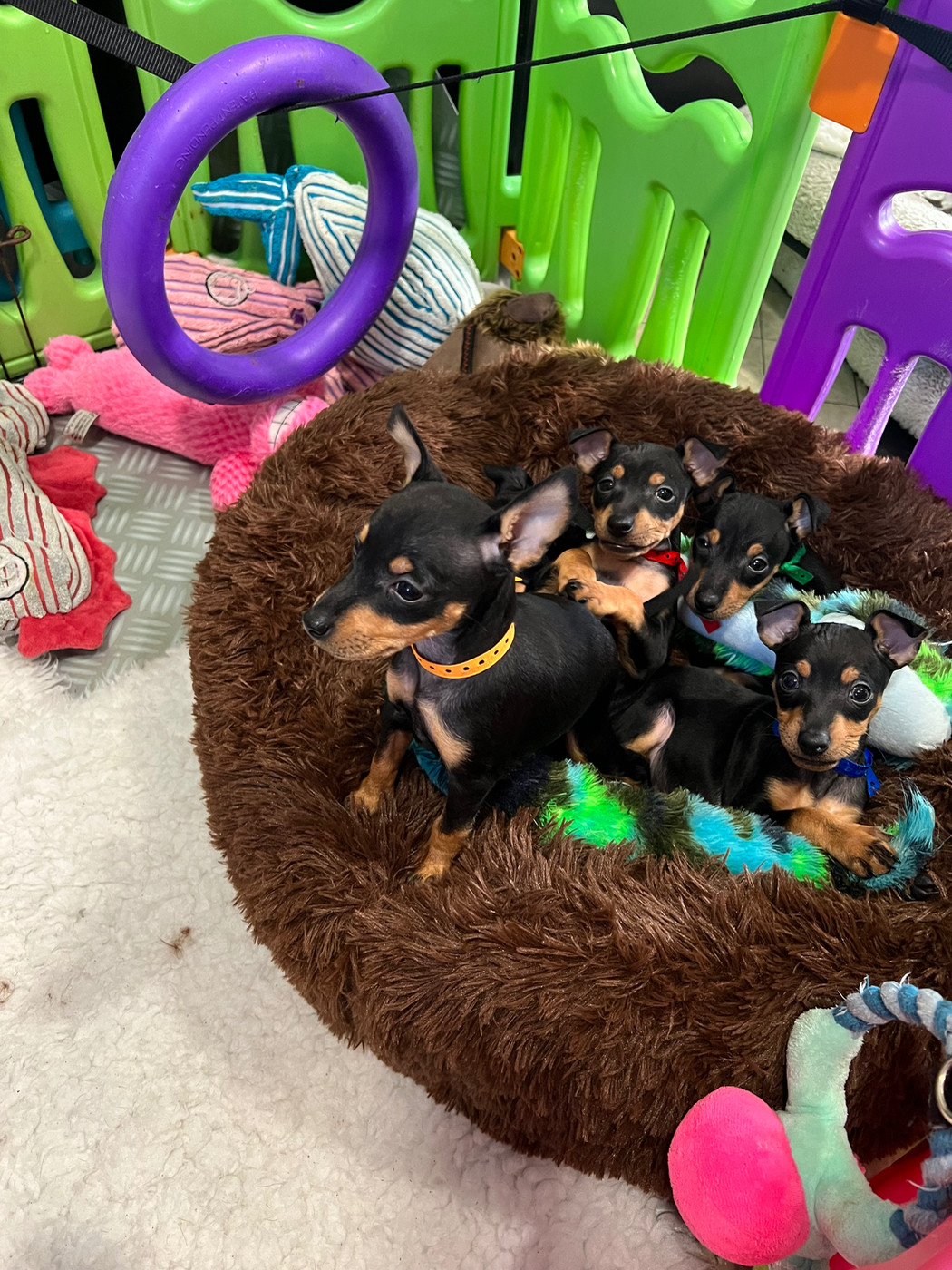 Vous souhaitez adopter un chiot TOY de notre élevage