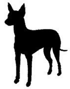Of tall and small - CHIOTS   2020