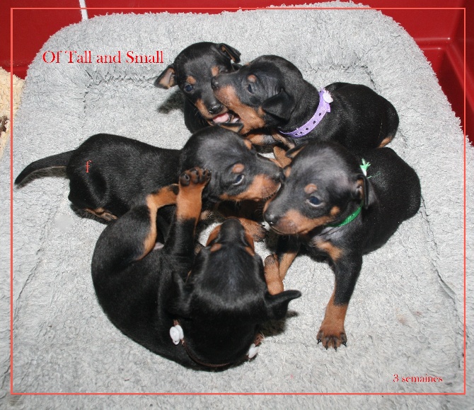 Of tall and small - Les bb ont 3 semaines