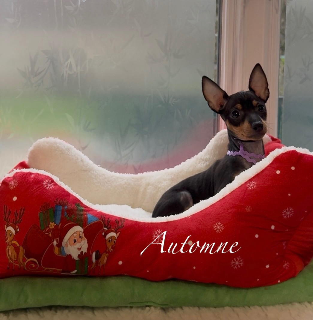 Of tall and small - Chiots disponibles - English Toy Terrier