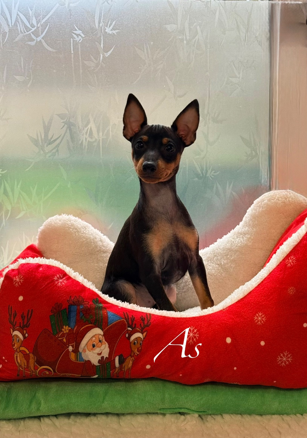 Of tall and small - Chiots disponibles - English Toy Terrier