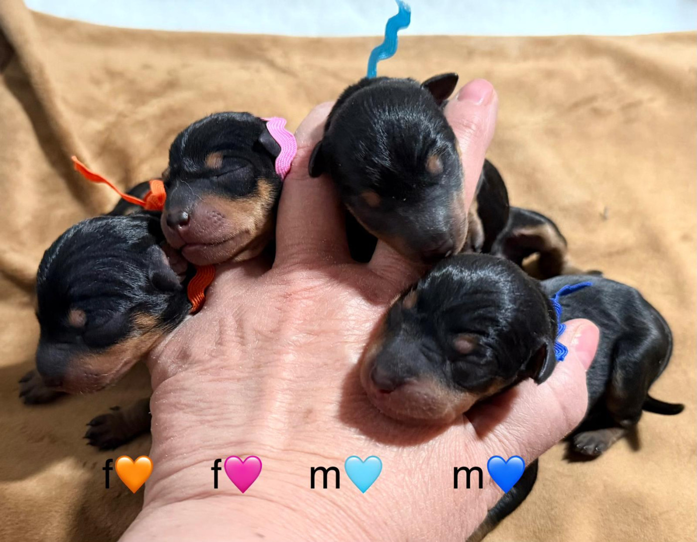 Of tall and small - Chiots disponibles - English Toy Terrier