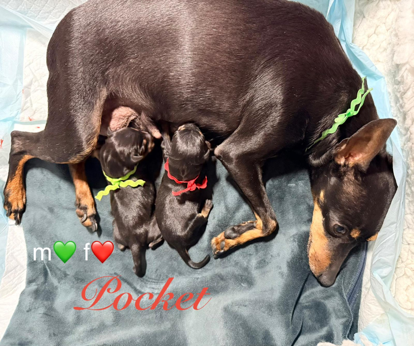 Chiot English Toy Terrier Of tall and small