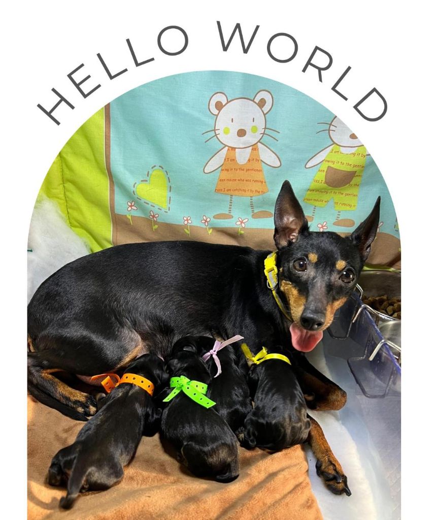 Chiot English Toy Terrier Of tall and small