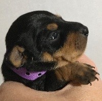 CHIOT