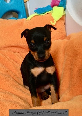 CHIOT