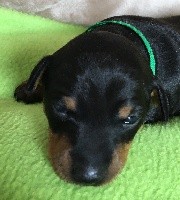 CHIOT
