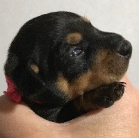 CHIOT