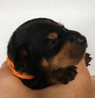CHIOT